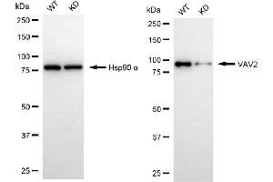 Western blotting analysis using VAV2 antibody (ABIN7800828).