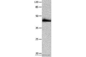 Western blot analysis of HT-29 cell  , using P2RY2 Polyclonal Antibody at dilution of 1:1250