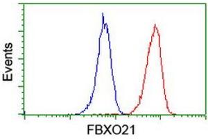 Image no. 4 for anti-F-Box Protein 21 (FBXO21) antibody (ABIN1498231) (FBXO21 antibody)