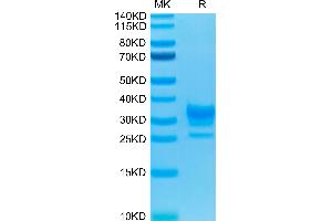 Biotinylated Human Fc gamma RIIB/CD32b on Tris-Bis PAGE under reduced condition. (FCGR2B Protein (AA 46-217) (His-Avi Tag,Biotin))
