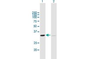 Western Blot analysis of SFXN1 expression in transfected 293T cell line by SFXN1 MaxPab polyclonal antibody.