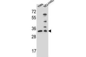 Western Blotting (WB) image for anti-Nth Endonuclease III-Like 1 (NTHL1) antibody (ABIN2996251)