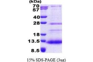 SDS-PAGE (SDS) image for Serine Peptidase Inhibitor, Kazal Type 7 (SPINK7) (AA 20-85) protein (His tag) (ABIN5853035)