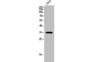 Western Blot analysis of COLO cells using Olfactory receptor 51A7 Polyclonal Antibody (OR51A7 antibody  (C-Term))