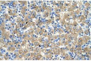 Immunohistochemical staining (Formalin-fixed paraffin-embedded sections) of human liver with MARVELD3 polyclonal antibody . (MARVELD3 antibody  (AA 219-268))