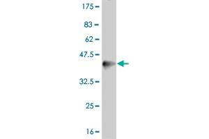 Western Blot detection against Immunogen (37. (PPARD antibody  (AA 56-165))