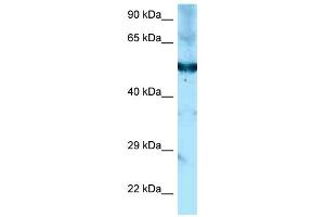 WB Suggested Anti-Shpk Antibody Titration: 1. (SHPK antibody  (C-Term))