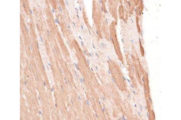 KIF1C antibody
