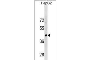 LRRC19 Antibody (C-term) (ABIN1881509 and ABIN2838841) western blot analysis in HepG2 cell line lysates (35 μg/lane). (LRRC19 antibody  (C-Term))