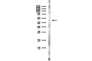 anti-Eukaryotic Translation Initiation Factor 2, Subunit 2 Beta, 38kDa (EIF2S2) (N-Term) antibody