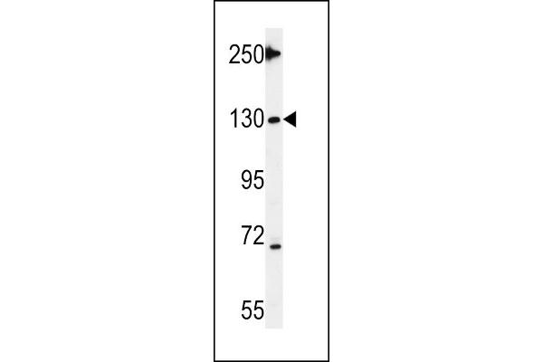 TNKS2 antibody  (C-Term)