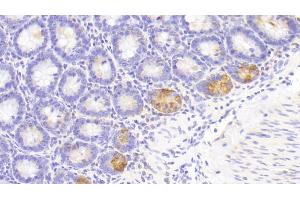 Detection of LZM in Rat Small intestine Tissue using Polyclonal Antibody to Lysozyme (LZM) (LYZ antibody  (AA 19-148))