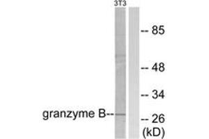 Western blot analysis of extracts from NIH-3T3 cells, using Granzyme B Antibody. (GZMB antibody  (AA 10-59))