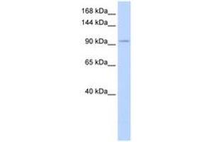 Image no. 1 for anti-Sal-Like 3 (SALL3) (AA 864-913) antibody (ABIN6742295) (SALL3 antibody  (AA 864-913))