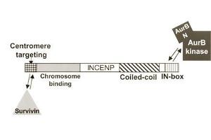 Figure shows a model of Aurora B, INCENP, and Survivin interactions and regulation. (Aurora Kinase B antibody  (AA 227-238))