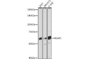 Western blot analysis of extracts of various cell lines, using RG antibody (ABIN7269819) at 1:1000 dilution. (RACGAP1 antibody)