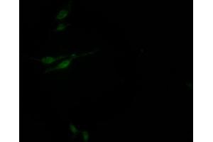Immunofluorescence (IF) image for anti-SIN3 homolog A, transcription regulator (SIN3A) antibody (ABIN7127630)