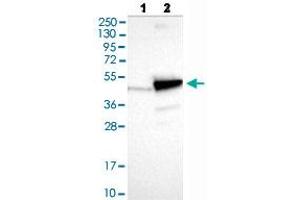 Western blot analysis of Lane 1: Negative control (vector only transfected HEK293T lysate), Lane 2: Over-expression lysate (Co-expressed with a C-terminal myc-DDK tag (~3. (PNMA2 antibody  (AA 58-206))