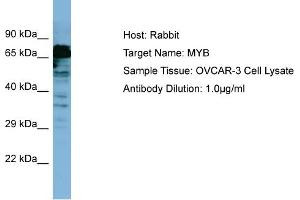 Host: Rabbit Target Name: MYB Sample Type: OVCAR-3 Whole Cell lysates Antibody Dilution: 1. (MYB antibody  (C-Term))
