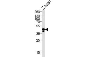 Western Blotting (WB) image for anti-EFNB2A (EFNB2A) antibody (ABIN3004738)