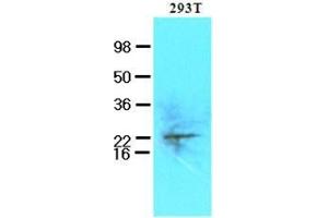 Cell lysates of 293T (50 ug) were resolved by SDS-PAGE, transferred to nitrocellulose membrane and probed with anti-human UBE2S (1:250). (UBE2S antibody  (AA 1-222))