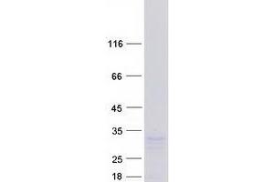 Validation with Western Blot (ICAM4 Protein (Transcript Variant 3) (Myc-DYKDDDDK Tag))
