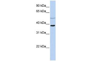 A2BP1 antibody used at 1 ug/ml to detect target protein. (A2BP1 antibody  (N-Term))
