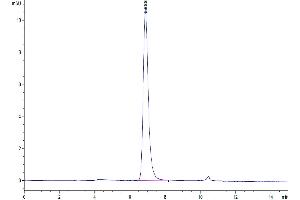 The purity of Human 4-1BB Ligand Trimer is greater than 95 % as determined by SEC-HPLC. (TNFSF9 Protein (AA 71-254, Trimer) (His tag))
