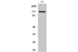 Western Blotting (WB) image for anti-Calcium Channel, Voltage-Dependent, alpha 2/delta Subunit 4 (CACNA2D4) (Internal Region) antibody (ABIN3174124) (CACNA2D4 antibody  (Internal Region))