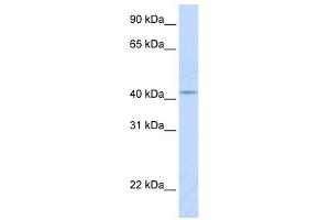 COX10 antibody used at 1 ug/ml to detect target protein. (COX10 antibody  (Middle Region))