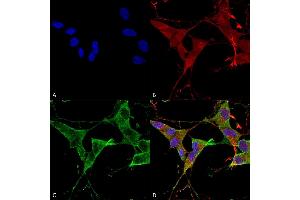 Immunocytochemistry/Immunofluorescence analysis using Mouse Anti-LAR/PTPRF Monoclonal Antibody, Clone S165-38 (ABIN1740994).