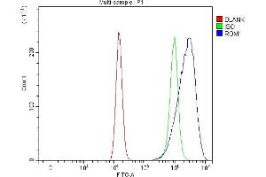 anti-Retinal Outer Segment Membrane Protein 1 (ROM1) (AA 32-337) antibody