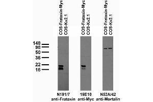 Transfected cell immunoblot: extracts of COS cells transiently transfected with Myc-tagged Frataxin and untagged Kv2.