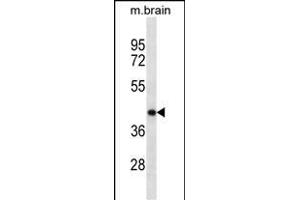 POU5F1 Antibody ABIN1539828 western blot analysis in mouse brain tissue lysates (35 μg/lane). (OCT4 antibody)