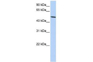 SIGLEC6 antibody used at 1 ug/ml to detect target protein. (SIGLEC6 antibody  (C-Term))