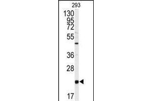 Western blot analysis of anti-PBP Antibody (Center) Antibody (Center) (ABIN392675 and ABIN2842168) in 293 cell line lysates (35 μg/lane).