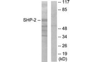 Western blot analysis of extracts from A431 cells, using SHP-2 (Ab-542) Antibody. (PTPN11 antibody  (AA 508-557))