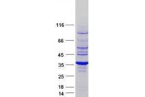 Validation with Western Blot (RRAGA Protein (Myc-DYKDDDDK Tag))