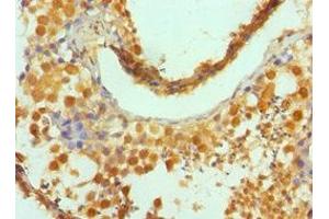 Immunohistochemistry of paraffin-embedded human testis tissue using ABIN7154323 at dilution of 1:100 (Golgin A2 (GOLGA2) (AA 20-300) antibody)