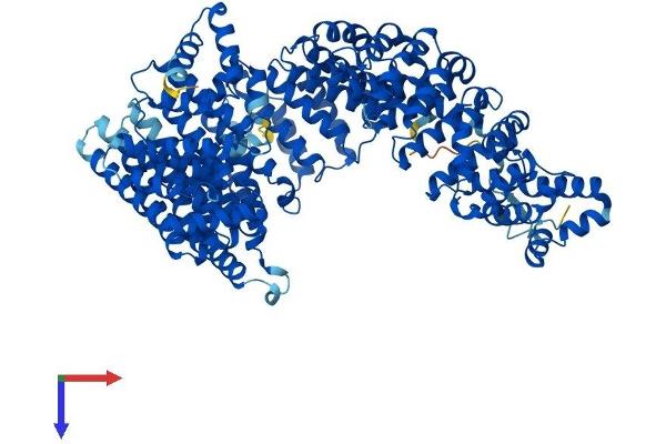 Importin 11 Protein (IPO11) (AA 1-975) (His tag)