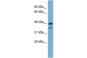 WB Suggested Anti-MAFA Antibody Titration:  0. (MAFA antibody  (N-Term))