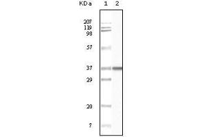 Western Blot showing BLK antibody used against truncated BLK recombinant protein. (BLK antibody)