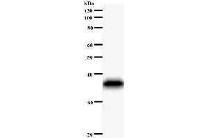 Western Blotting (WB) image for anti-Period Homolog 1 (Drosophila) (PER1) antibody (ABIN931041) (PER1 antibody)