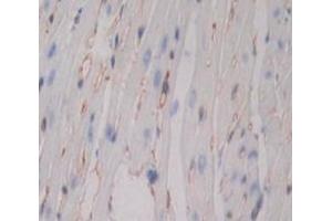 #VALUE! (CD80 antibody  (AA 38-246))