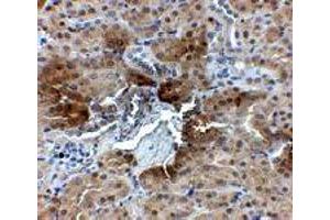 Immunohistochemistry of PTER in mouse kidney tissue with PTER polyclonal antibody  at 2. (PTER antibody  (C-Term))