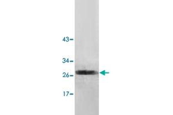 NUDT7 antibody  (AA 2-236)