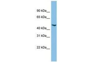 Image no. 1 for anti-Chromosome 17 Open Reading Frame 75 (C17orf75) (AA 323-372) antibody (ABIN6745185) (C17orf75 antibody  (AA 323-372))