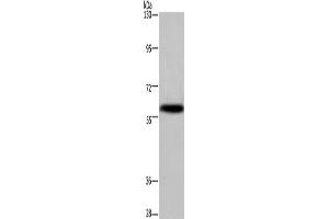 Western Blotting (WB) image for anti-Potassium Voltage-Gated Channel, Subfamily G, Member 4 (Kcng4) antibody (ABIN2433243) (KCNG4 antibody)