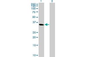 Western Blot analysis of CEBPE expression in transfected 293T cell line by CEBPE MaxPab rabbit polyclonal antibody. (CEBPE antibody  (AA 1-281))
