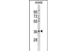 CTGF Antibody (ABIN1536619 and ABIN2843876) western blot analysis in A549 cell line lysates (35 μg/lane). (CTGF antibody  (AA 166-193))